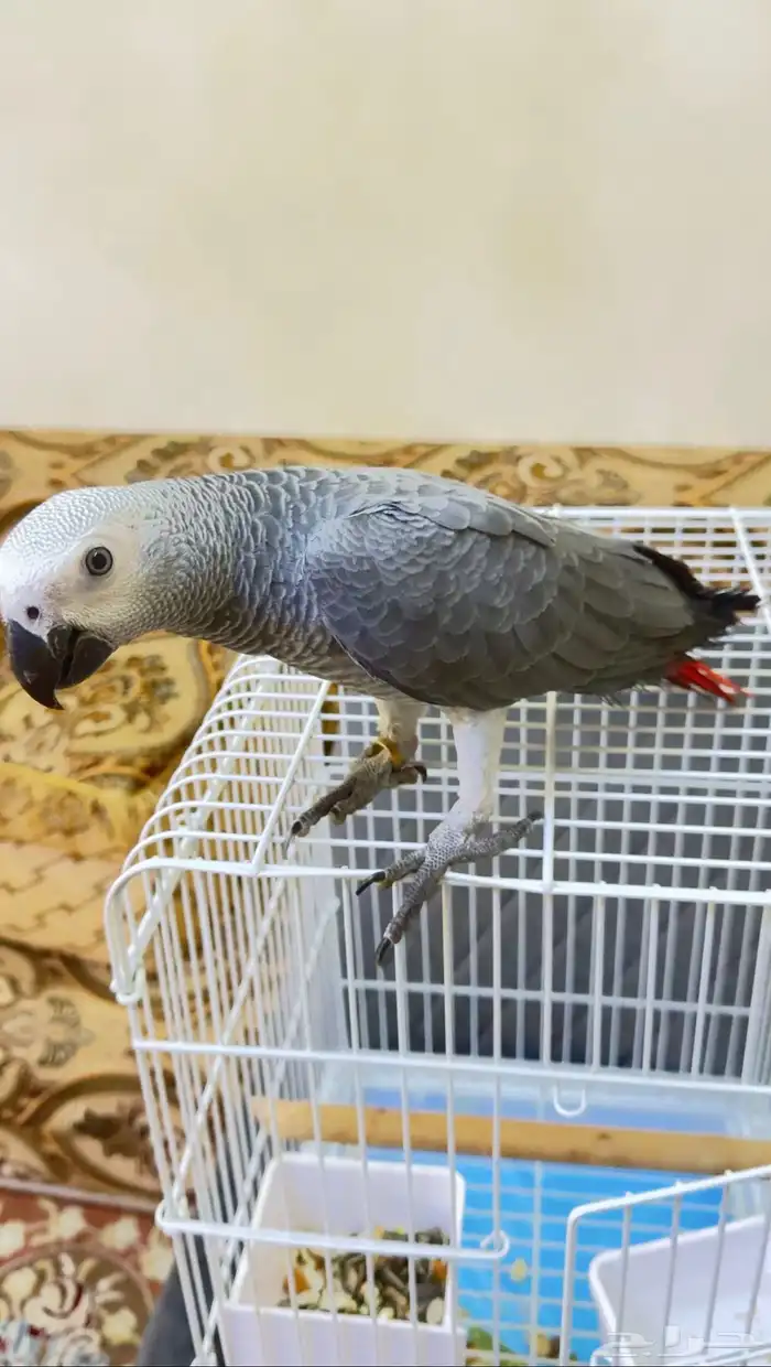 للبيع كاسكو إفريقي رمادي لون فاتح جامبو   عمر 4 شهور 4