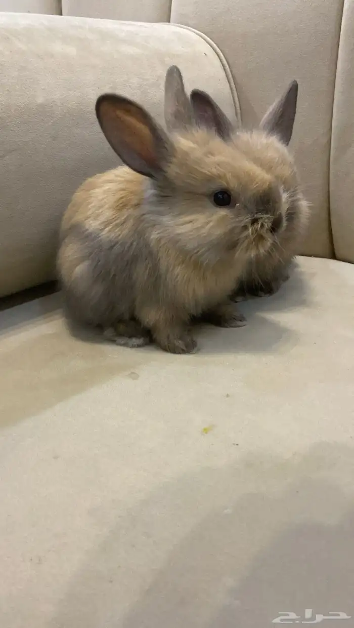 أرانب فطام للتربية فالبيت 5