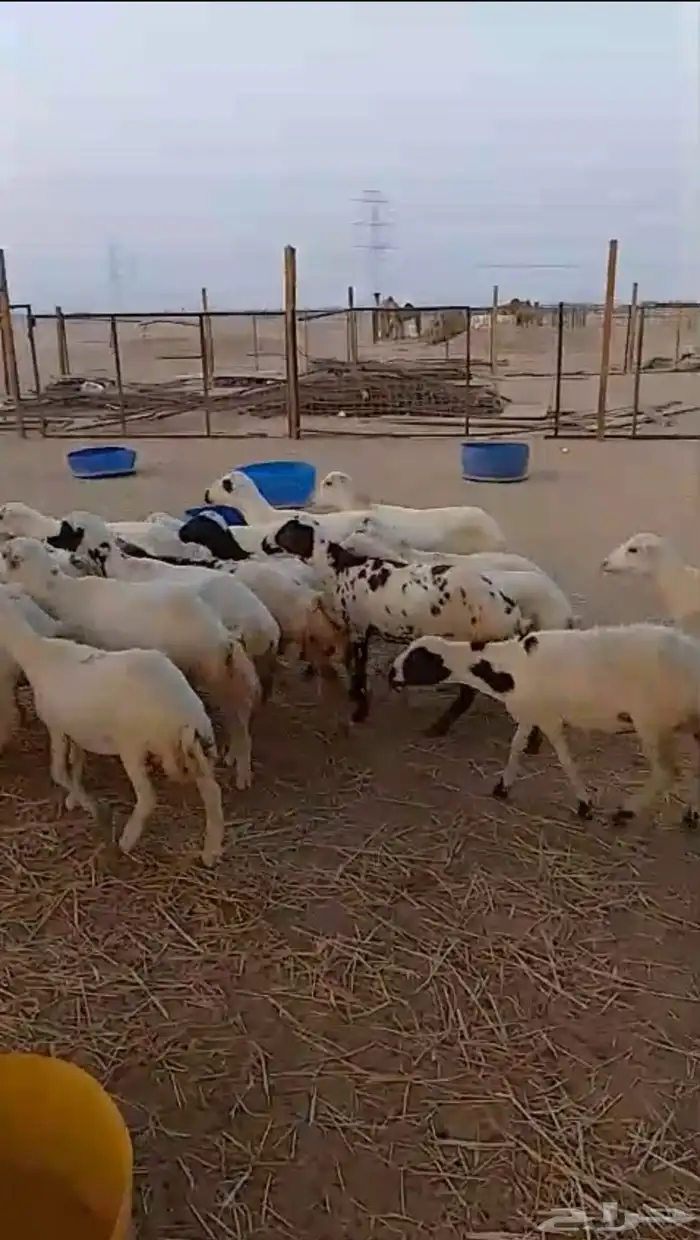 20 رخال جذعات شرط 3