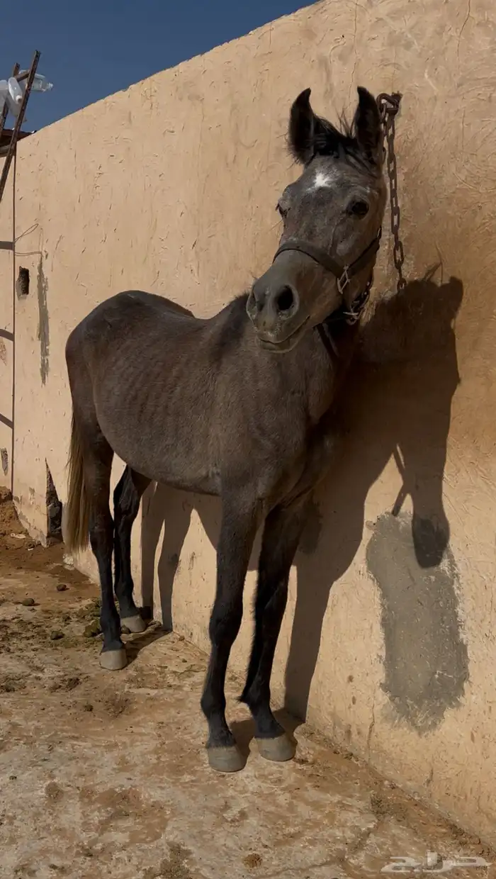 مهره شعبيه 0