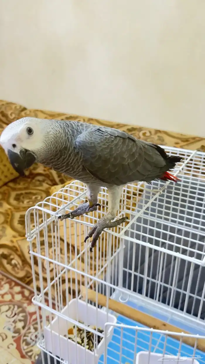 للبيع كاسكو إفريقي رمادي لون فاتح جامبو   عمر 4 شهور 3