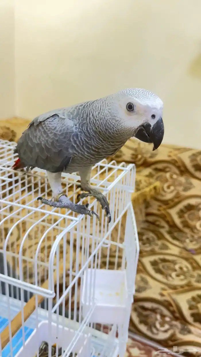 للبيع كاسكو إفريقي رمادي لون فاتح جامبو   عمر 4 شهور 1