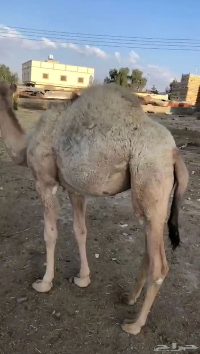 بكره مفروده للبيع اثمان 1