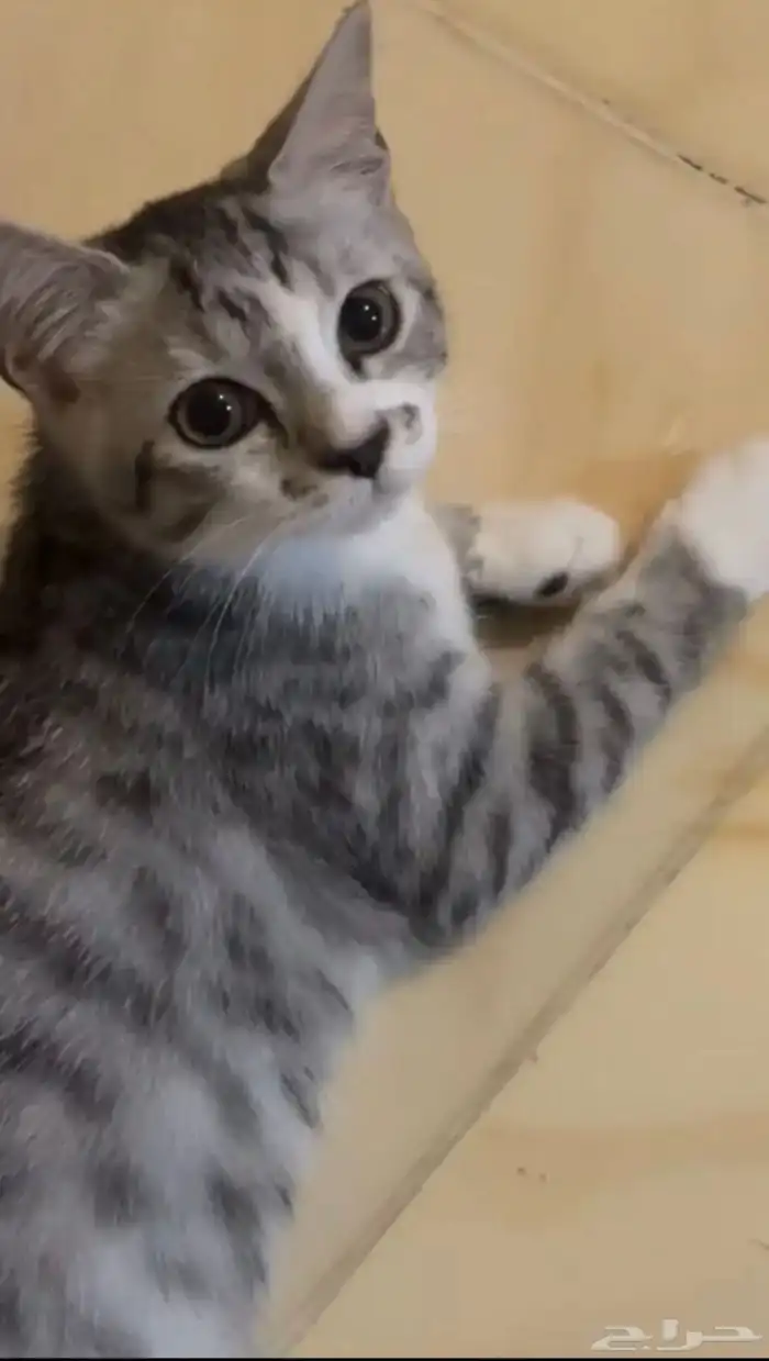 قطة للتبني 1