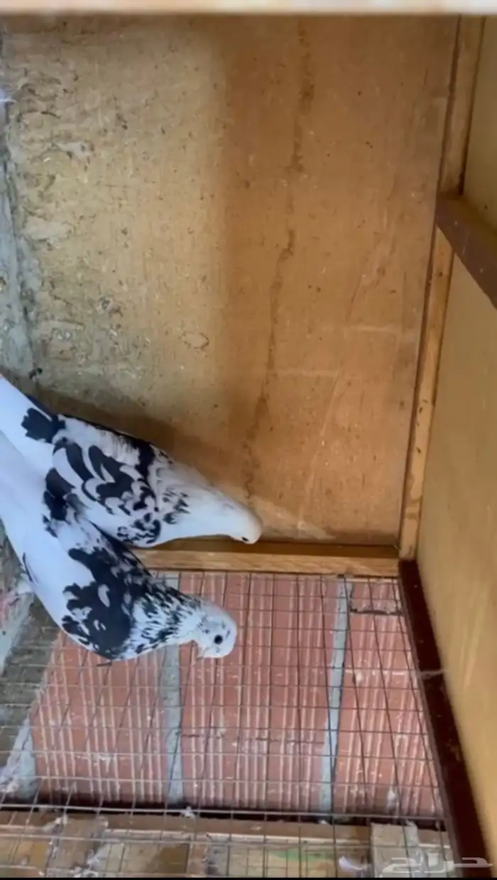 جوز قطيفي نمش 0