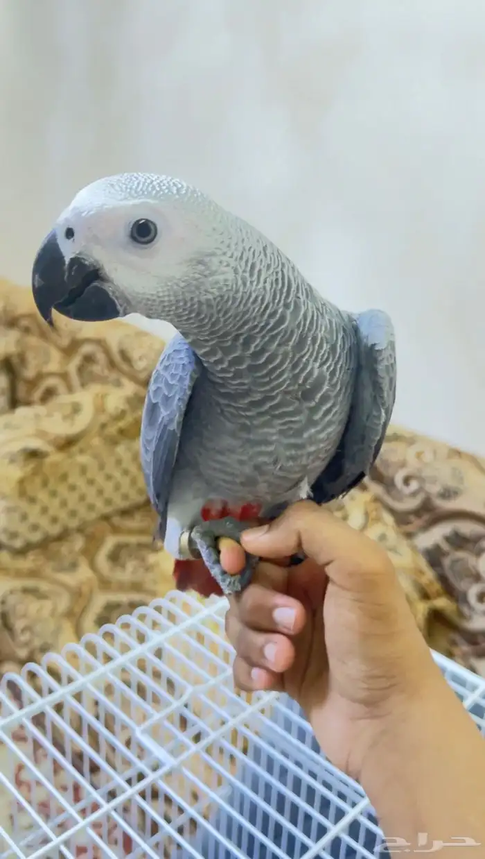 للبيع كاسكو إفريقي رمادي لون فاتح جامبو   عمر 4 شهور 6