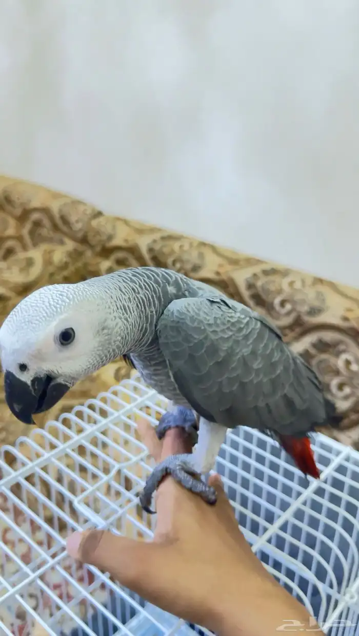 للبيع كاسكو إفريقي رمادي لون فاتح جامبو   عمر 4 شهور 5