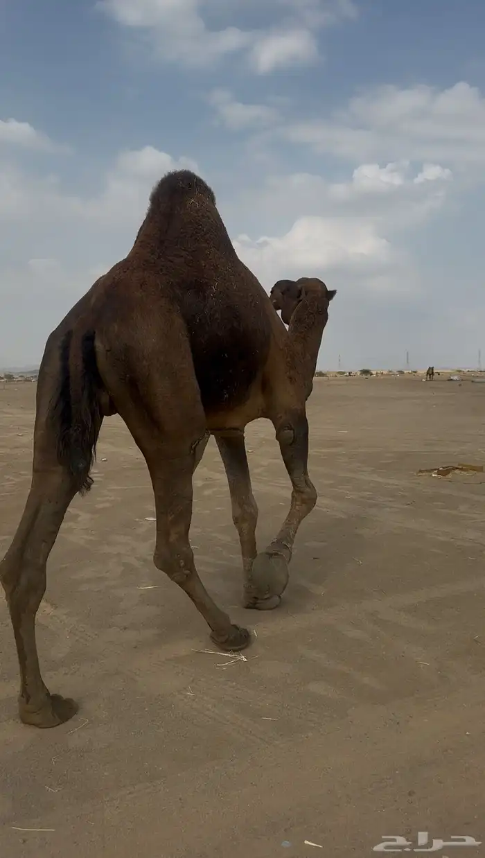 بعير حمر الدهم عكش مشروط 5