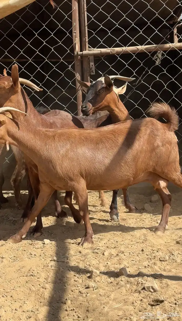 معزا دهم قرايب 2