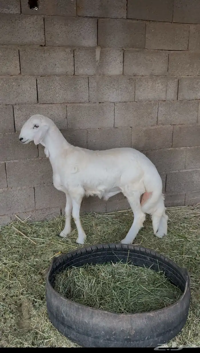 خروف للبيع عمره 5 اشهر 2