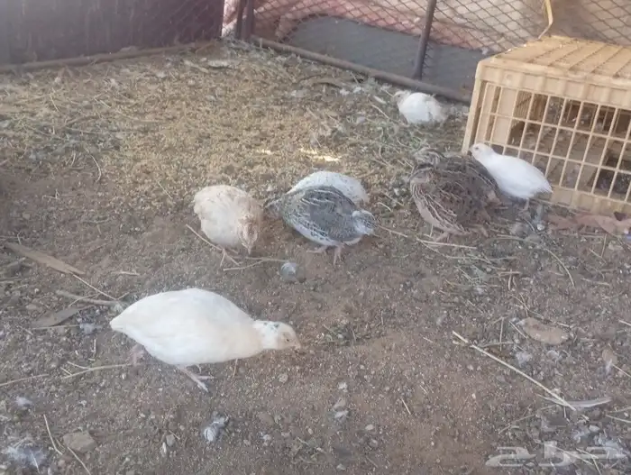 سمان للبيع 0