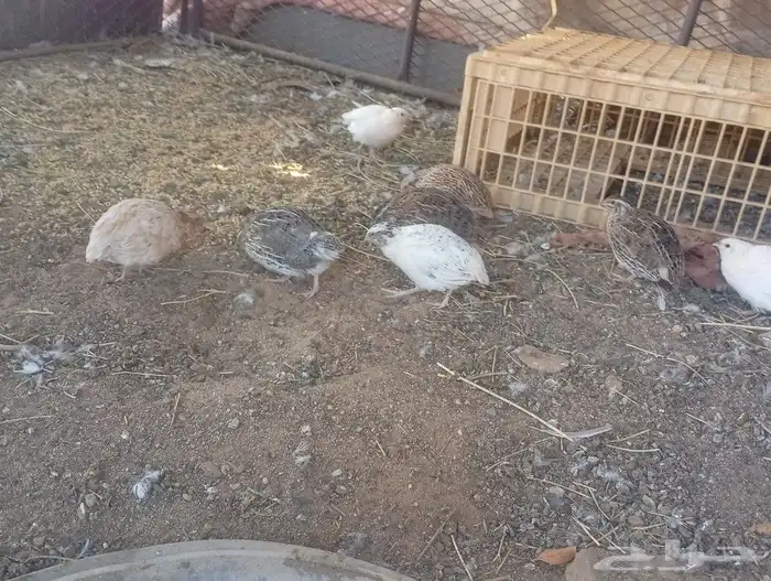 سمان للبيع 3