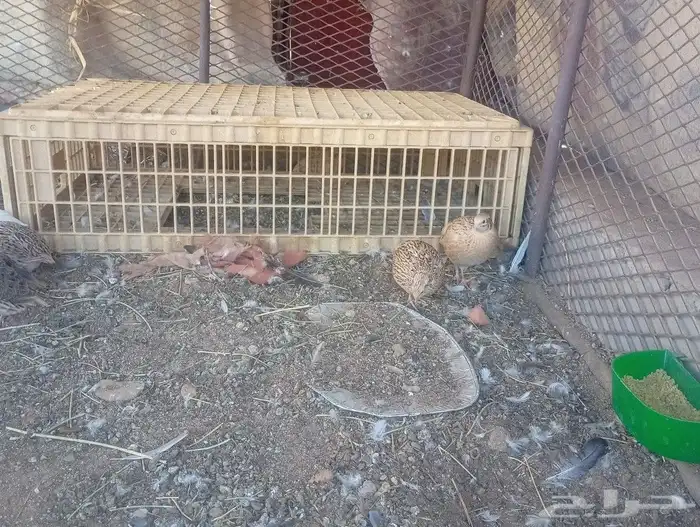 سمان للبيع 2