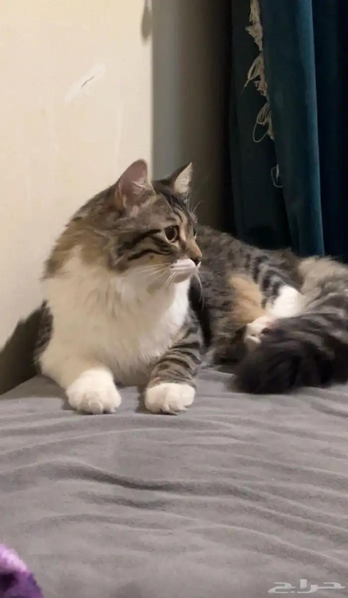 قطه شيرازي مع اغراضها للتبني 5