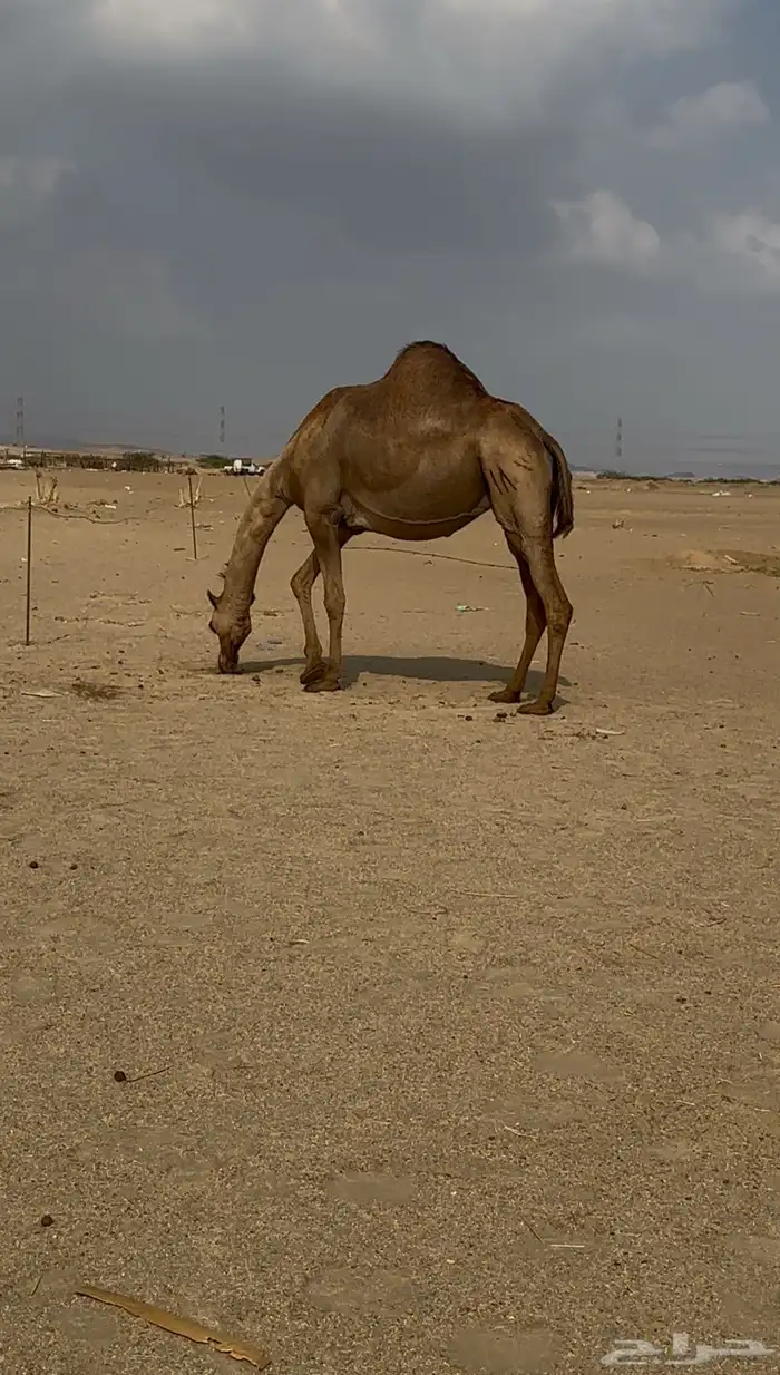 ملاقي طيبه ومشروطه 3