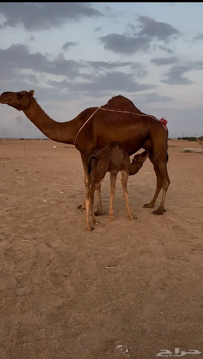 خلفه ساحليه دهما تحتها بكره 5