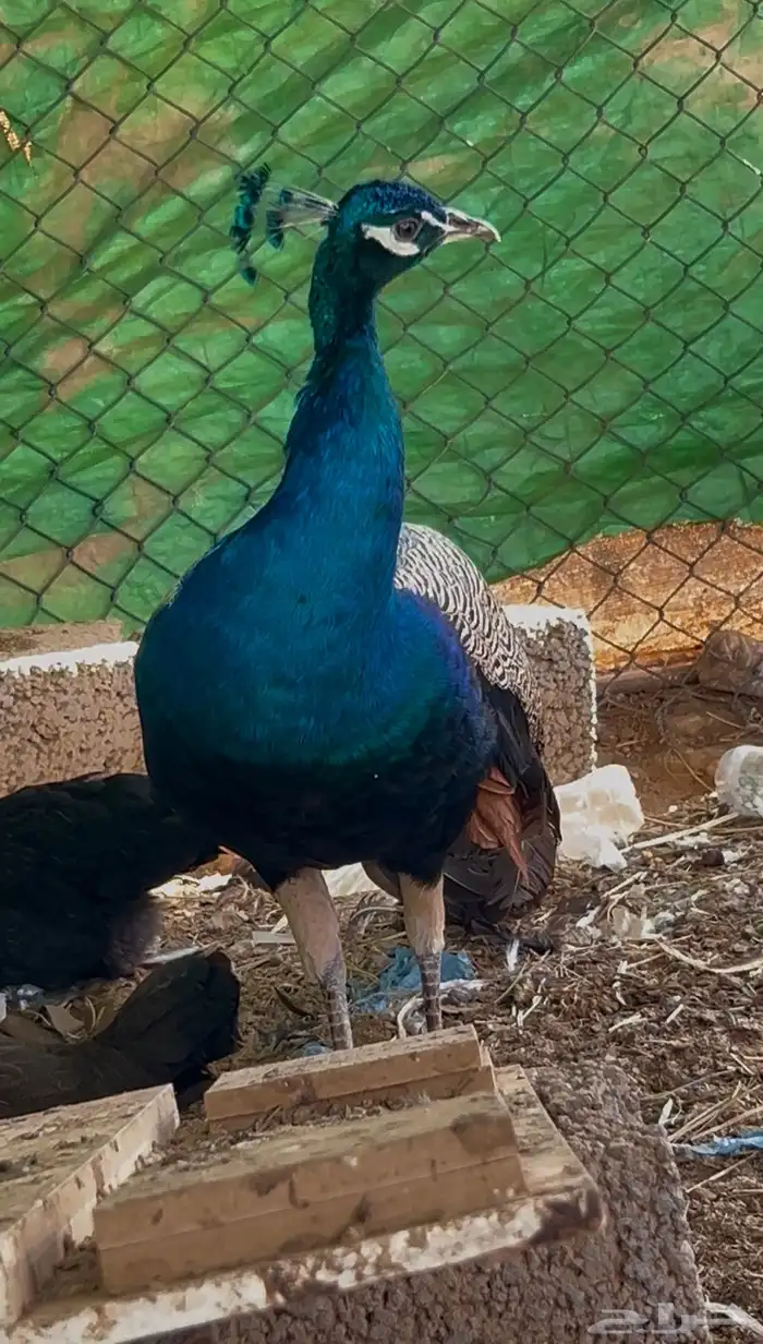 طاووس أليف ماشاء الله 3