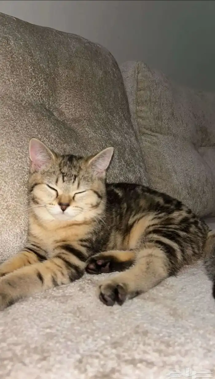 قطه للتبني 1