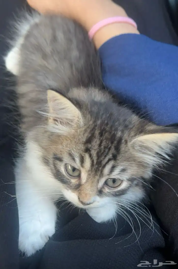 قطه شيرازي مع اغراضها للتبني 2