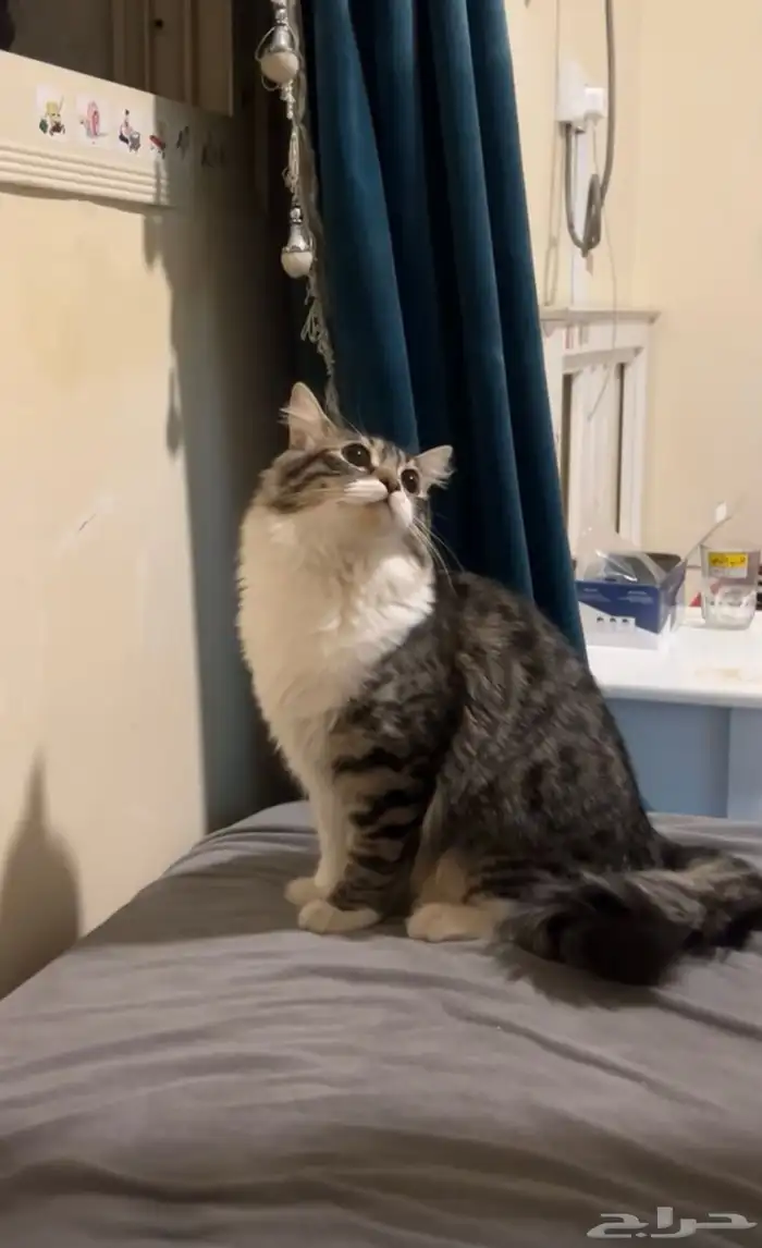 قطه شيرازي مع اغراضها للتبني 8