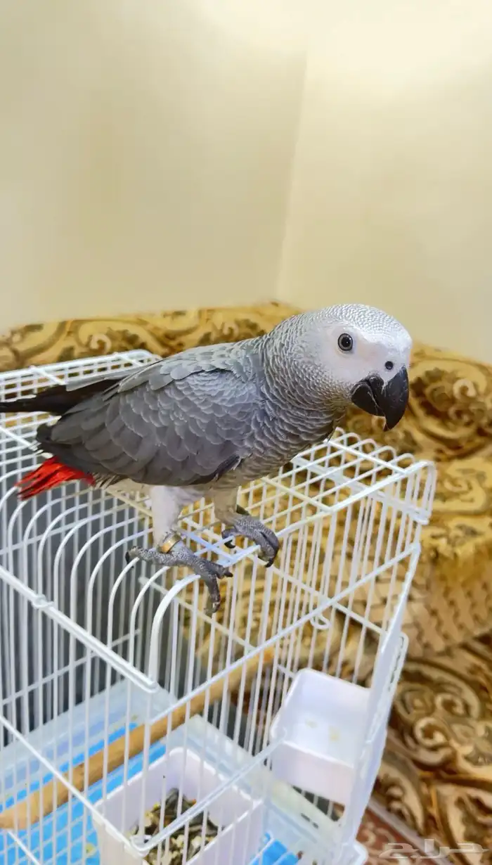 للبيع كاسكو إفريقي رمادي لون فاتح جامبو   عمر 4 شهور 0