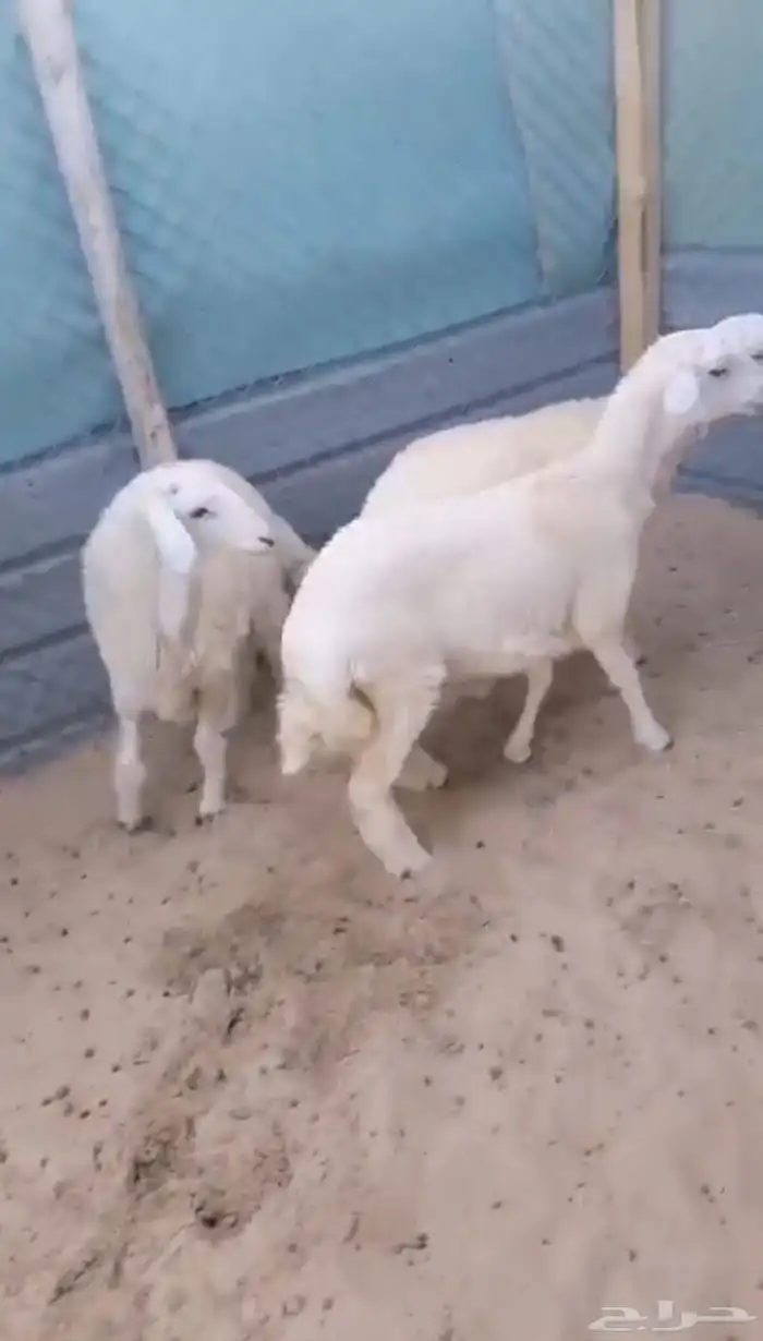 ذبايح حريات 3