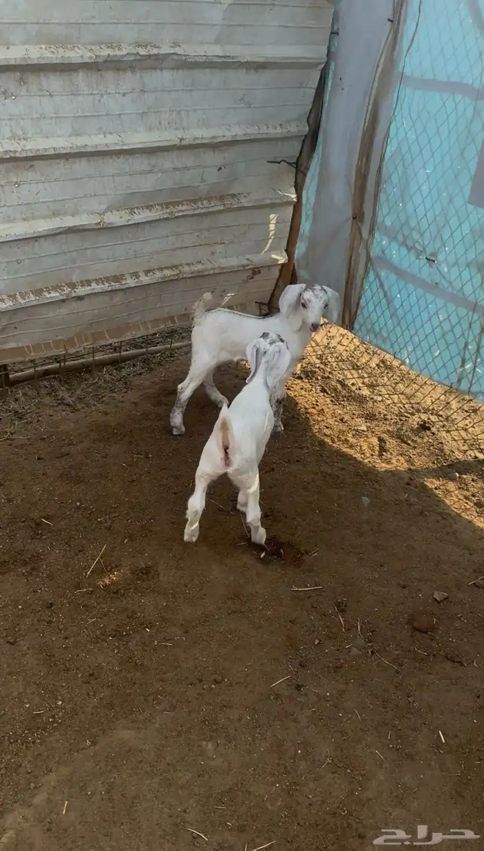 عنز طيبه تحتها جفره وتيس 1