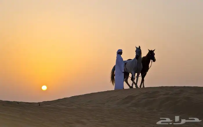 يتوفر إيواء خيل إيجار بايكات 0