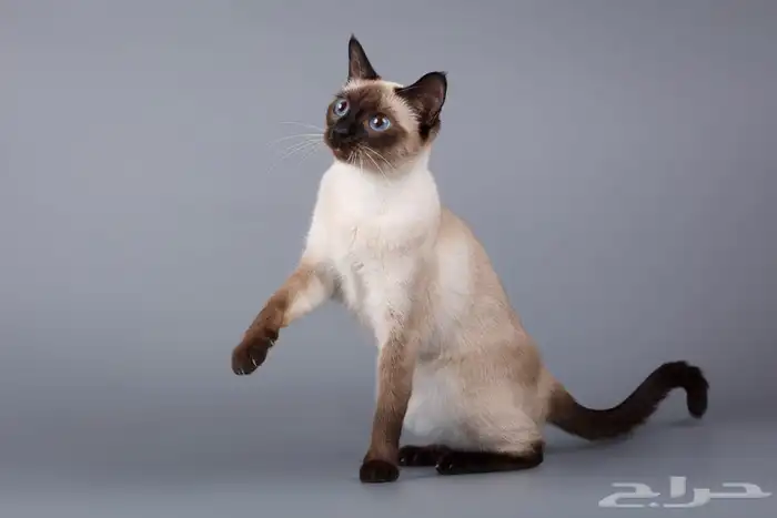 عندي قطط لاتبني معا أغرضها كامله ومعا الحمام حقها عزكم الله 0