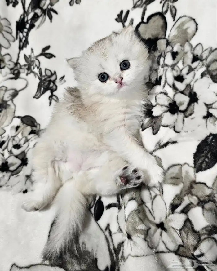 قطط شيرازي للبيع 2