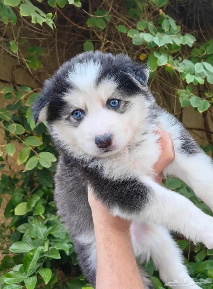 كلاب هاسكي جراوي 19