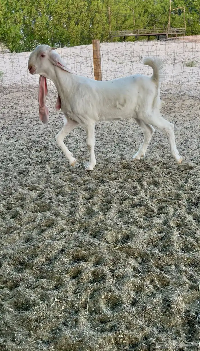 جفره خصم ومعرفه 1