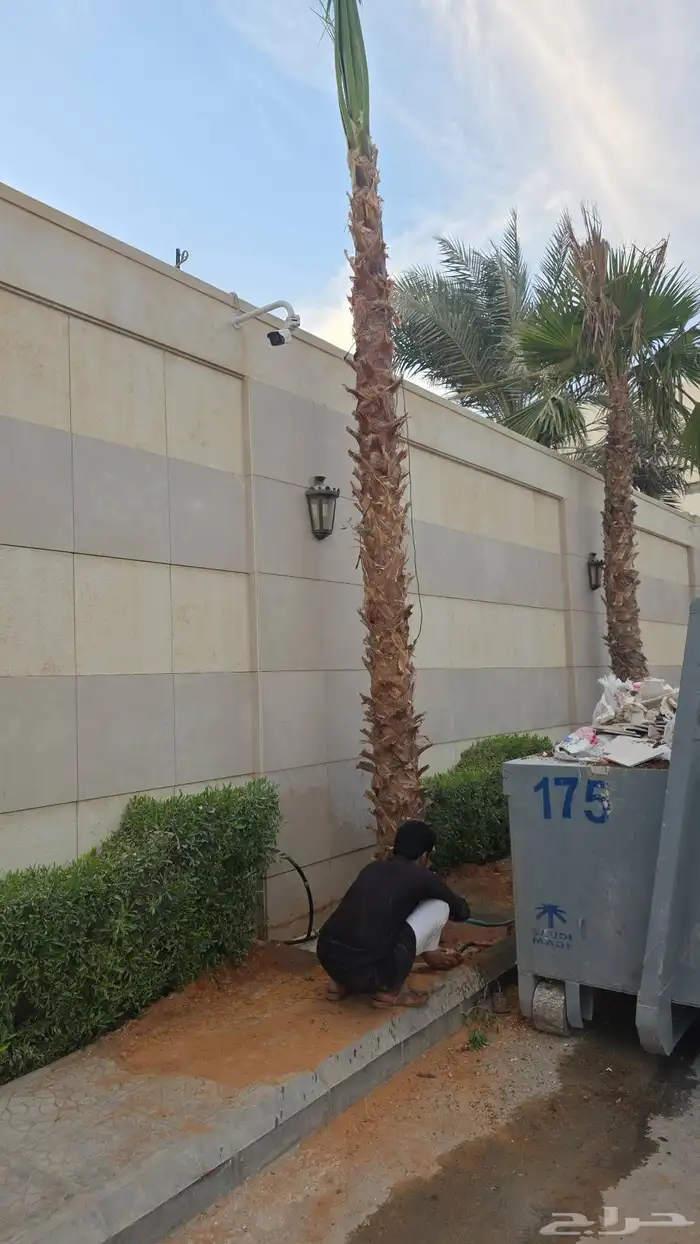 نخيل واشنطن 4