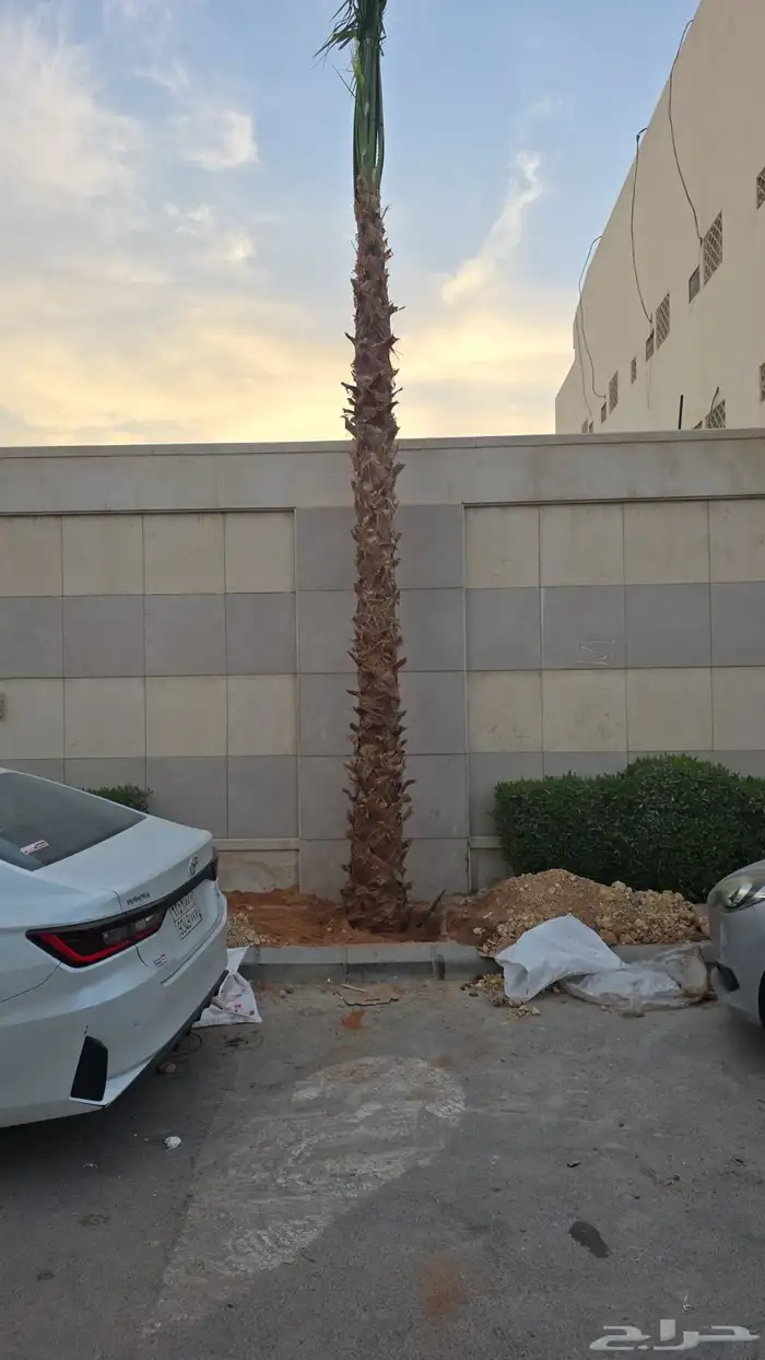 نخيل واشنطن 5