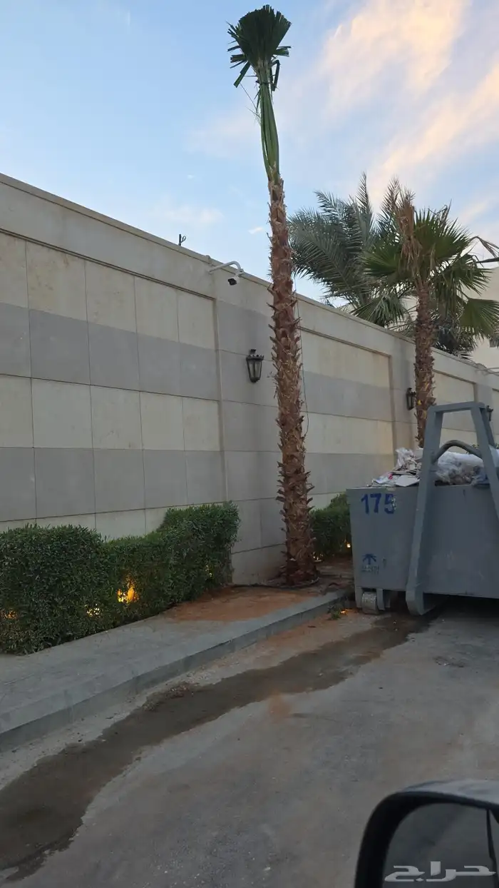 نخيل واشنطن 3