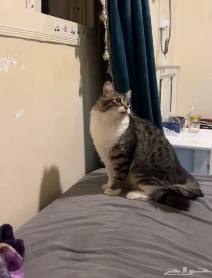 قطه شيرازي مع اغراضها للتبني 6