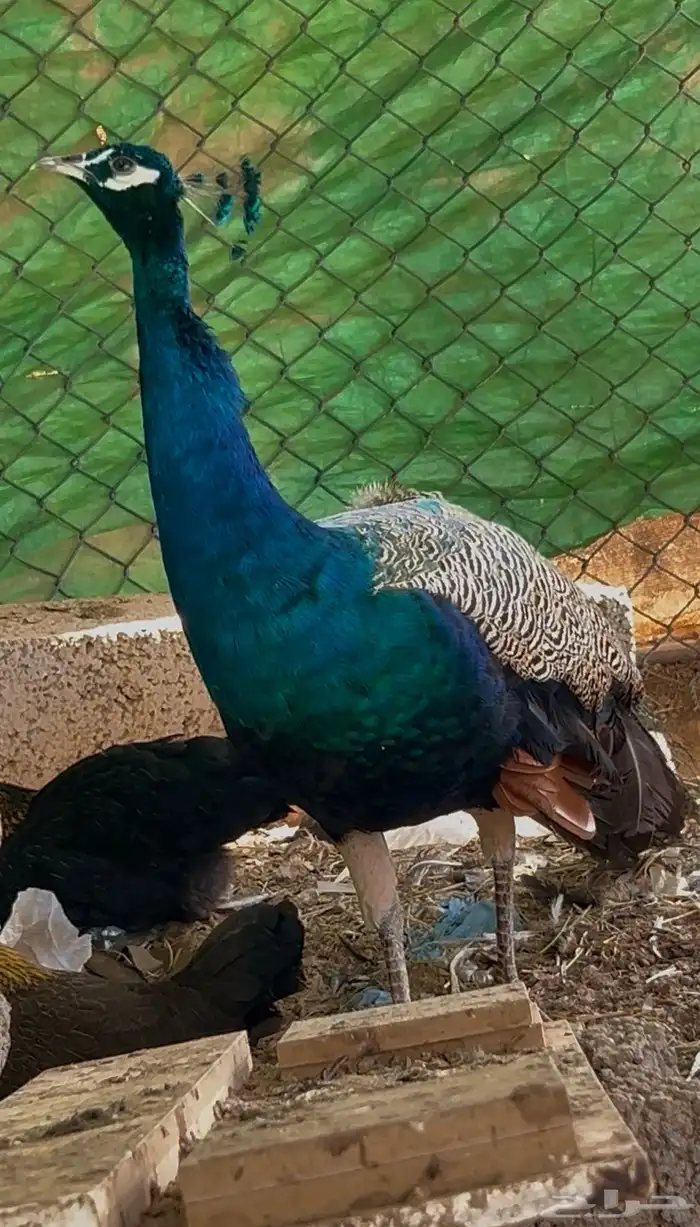 طاووس أليف ماشاء الله 2