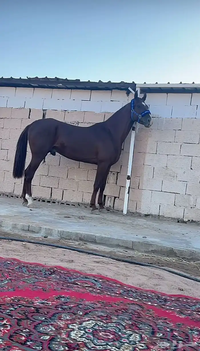 حصان واهو بأوراقه 1