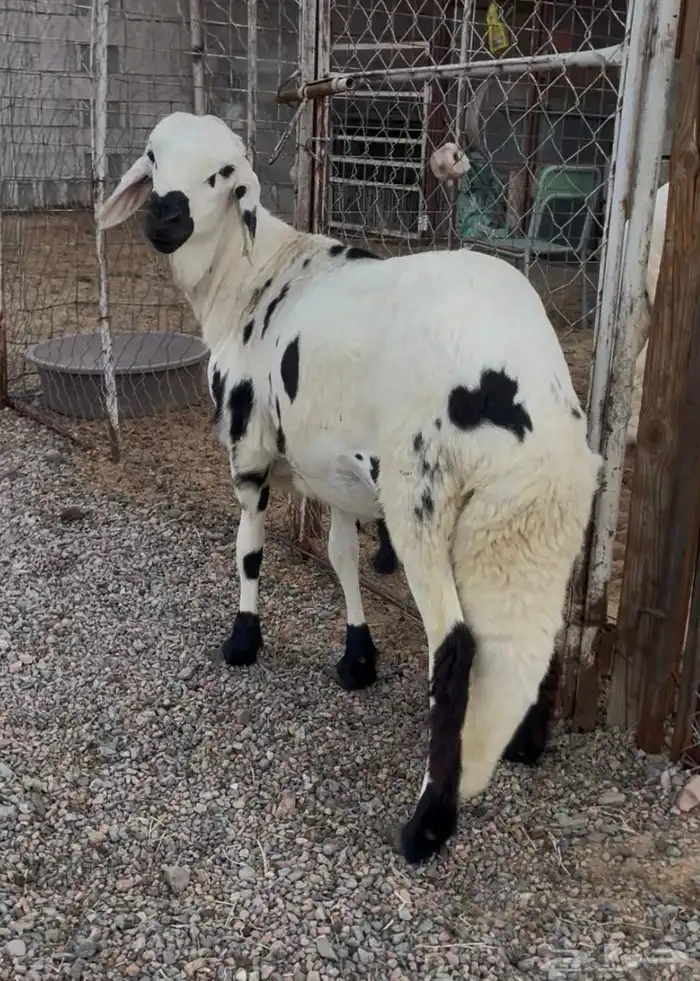 سواكن مربى ذبيحه 2