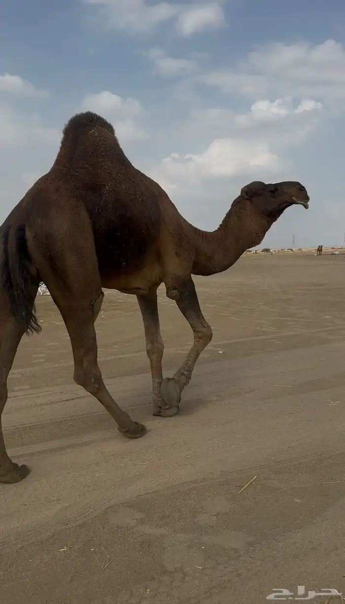 بعير حمر الدهم عكش مشروط 3