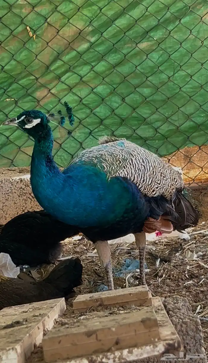 طاووس أليف ماشاء الله 0