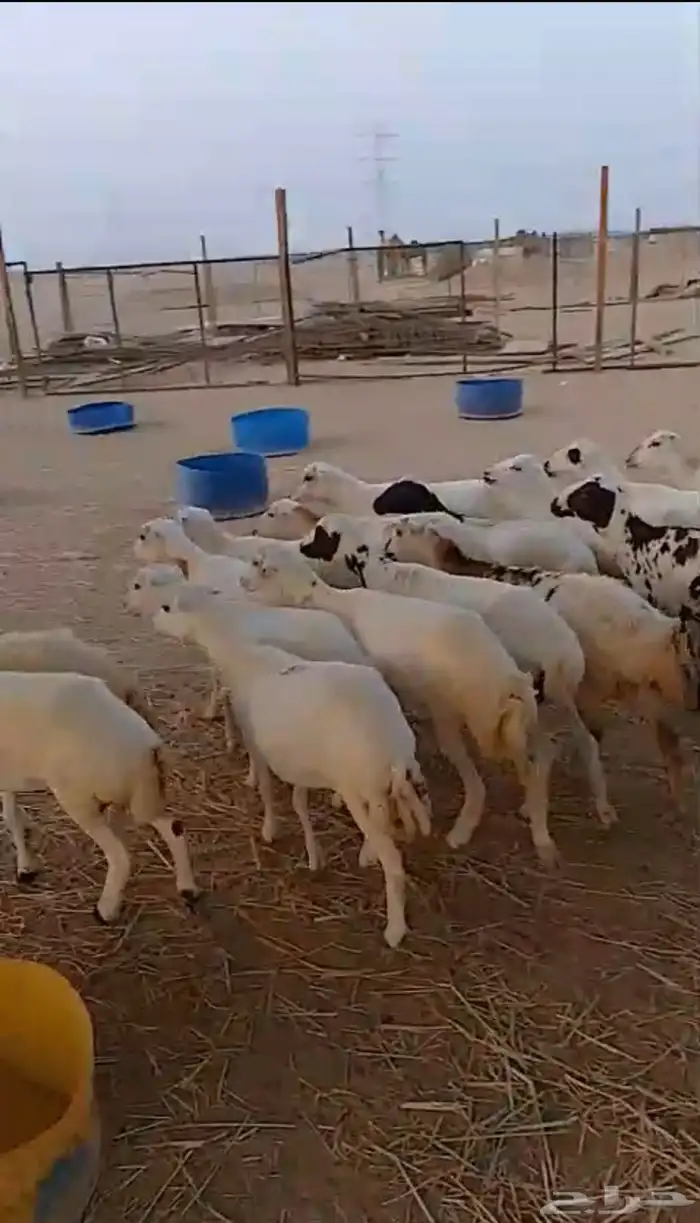 20 رخال جذعات شرط 0