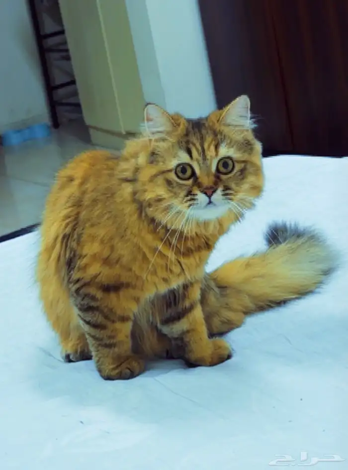 قطة أليفة وحنونه عمرها 5 اشهر للتبني بدون مقابل سكوتش فولد 0