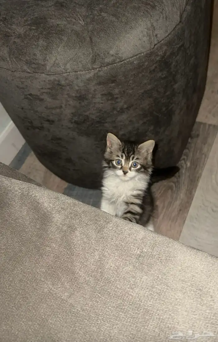 قطه شيرازي مع اغراضها للتبني 0