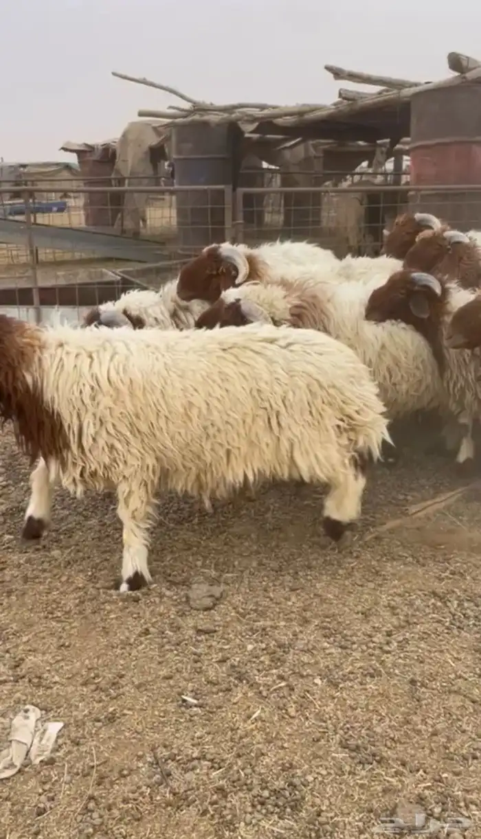 خرفان نعيمي بلدي 2