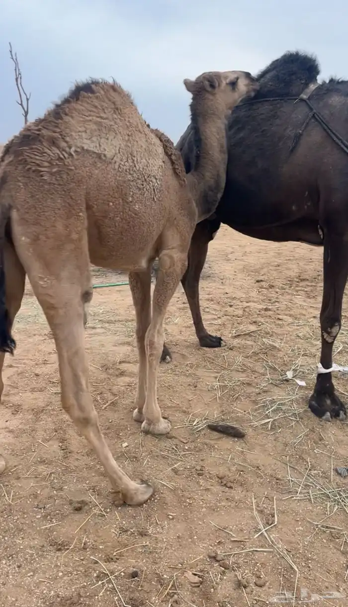 بكره حليب حدر امها مغلقه 1