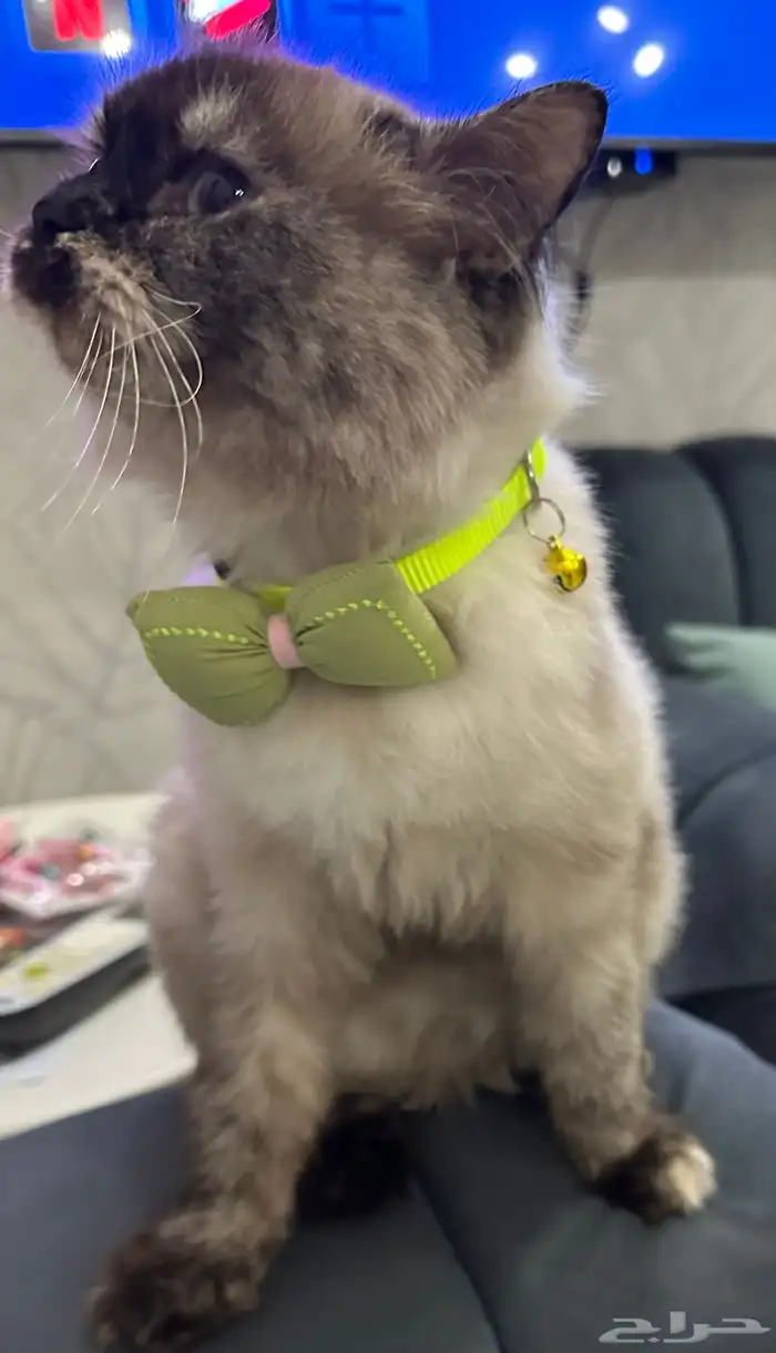 قطة هملايا بيور للبيع 1