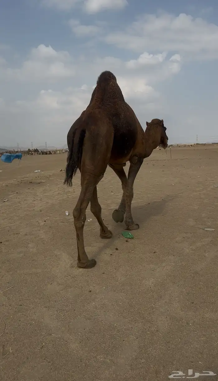 بعير حمر الدهم عكش مشروط 1