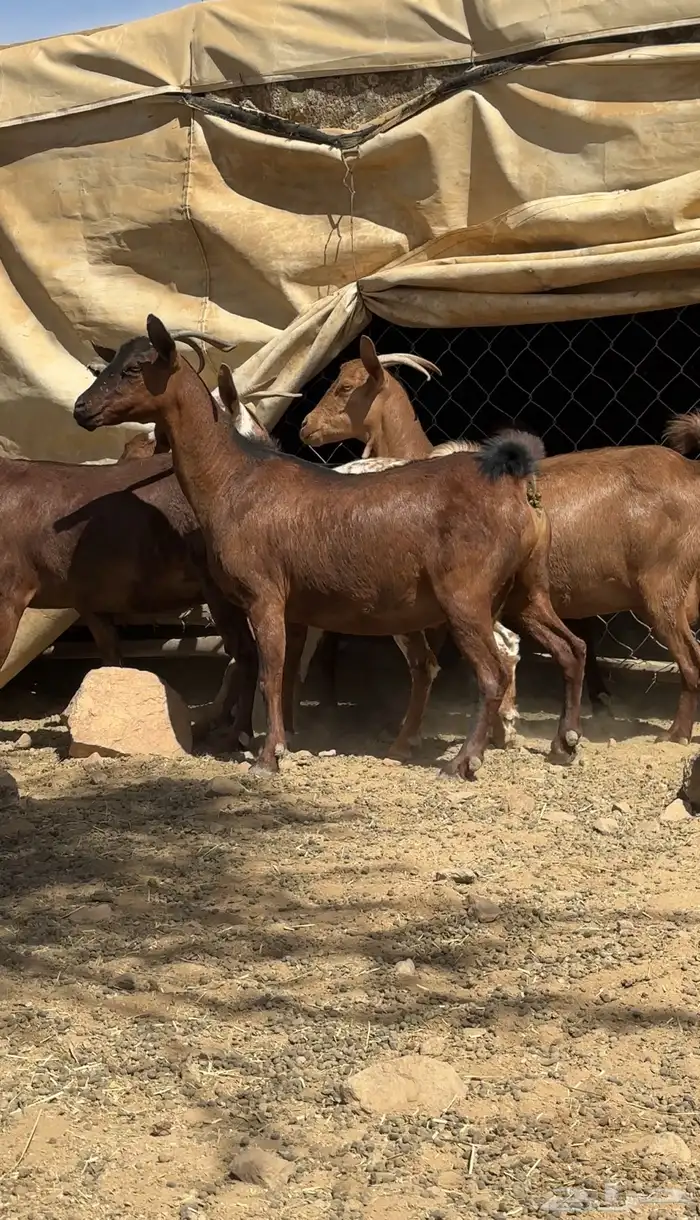 معزا دهم قرايب 1