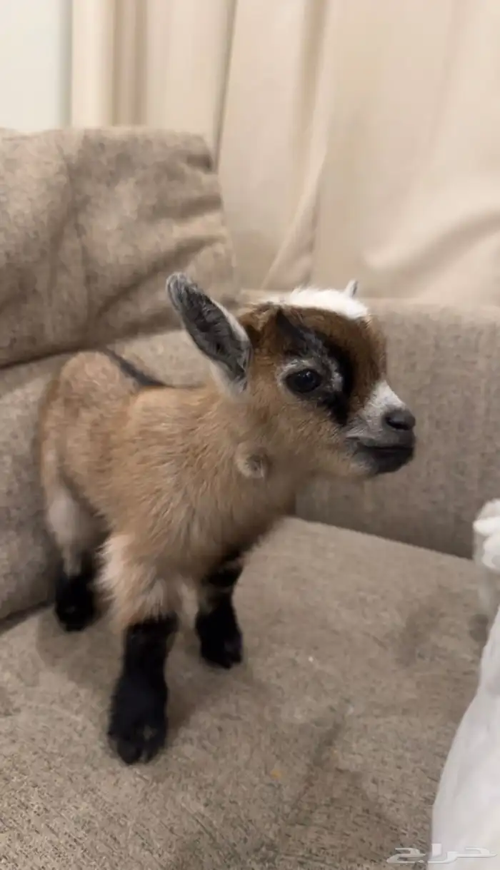 تيس قزم مستوئ ولون حلو 1